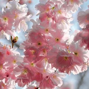 تصویر با کیفیت گل های محمدی زیبا